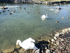 Our Daily Walk; Duck Pond; Clifton Springs, NY